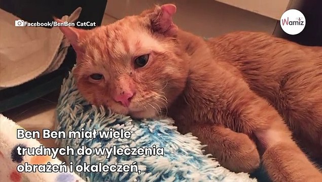 Schronisko chce uśpić chorego i poranionego kota. W ostatniej chwili dzieje się coś niebywałego