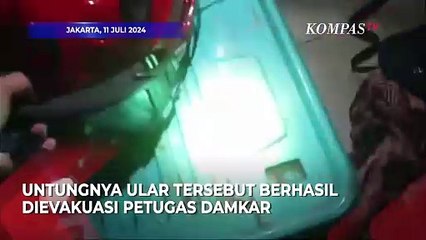 Ngeri! Penampakan Ular Kobra Masuk dari Lubang AC Rumah Warga