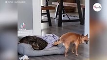 Pies chce się zdrzemnąć, ale kot zajął mu legowisko. Jego strategia, żeby je odzyskać jest komiczna (video)