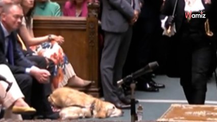 Au Royaume-Uni, une Golden Retriever fait son entrée au parlement