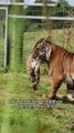 Adorable rare tiger cub practises roar