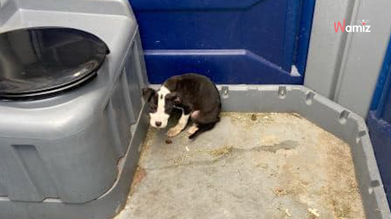 Mitarbeiter geht auf die Toilette: Bei seinem Fund entfährt ihm ein Schrei