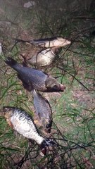 Fishing in night #fishing @daily motion