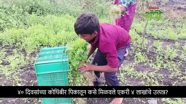 कोथिंबिरीतून ४० दिवसांत ४ लाखांचे उत्पन्न कसं केलं नियोजन