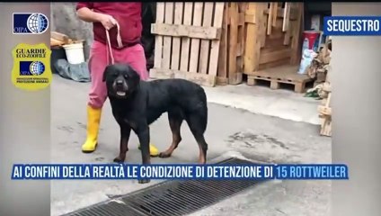 Il video del sequestro dei cani da parte di Oipa