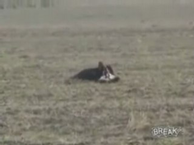 Catching A Deer With A Bird