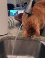 Curious Cat vs. Tap Water: Kitchen Adventure!