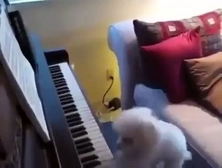 Adorable Puppy Plays Piano: Musical Moments!