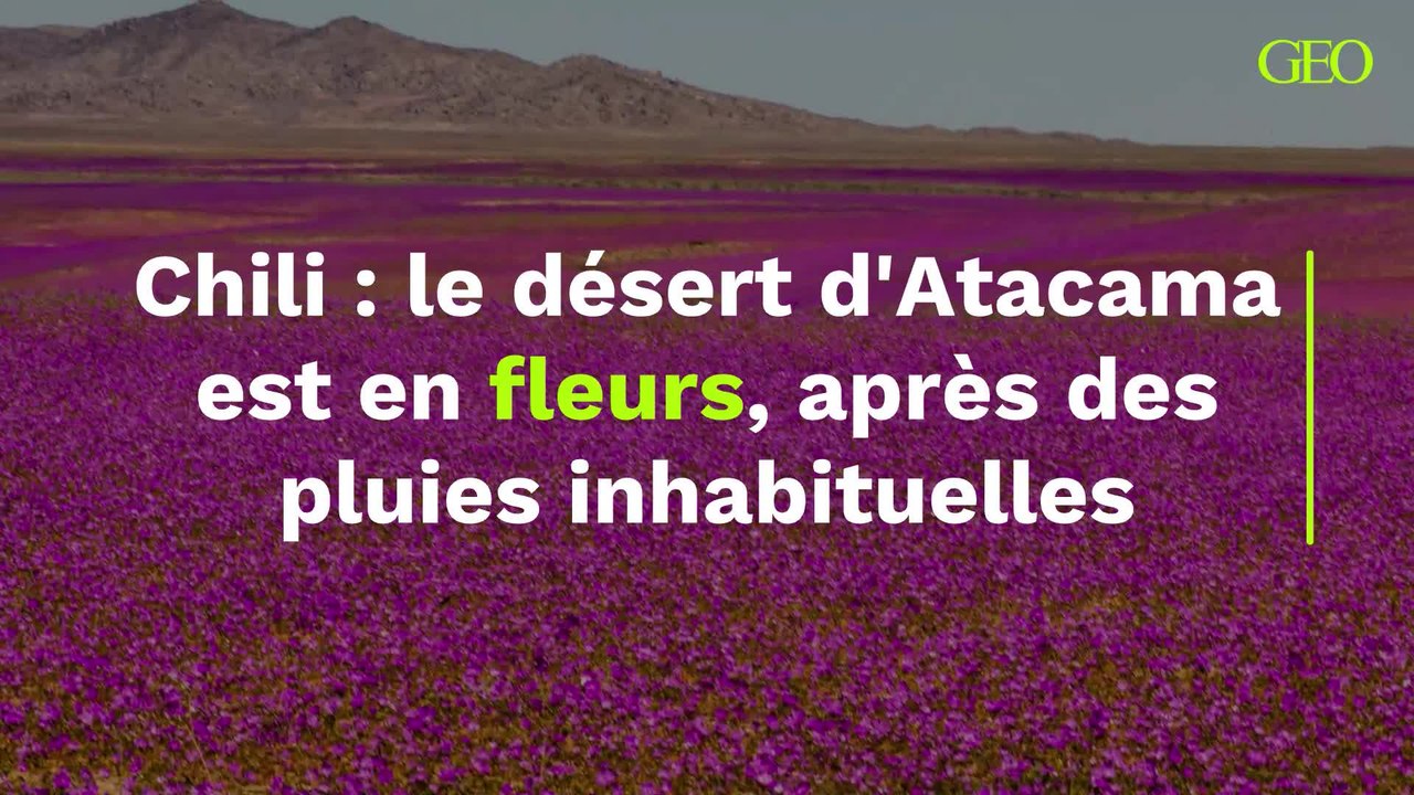 Le désert d'Atacama au Chili est en fleurs, une conséquence des pluies inhabituelles