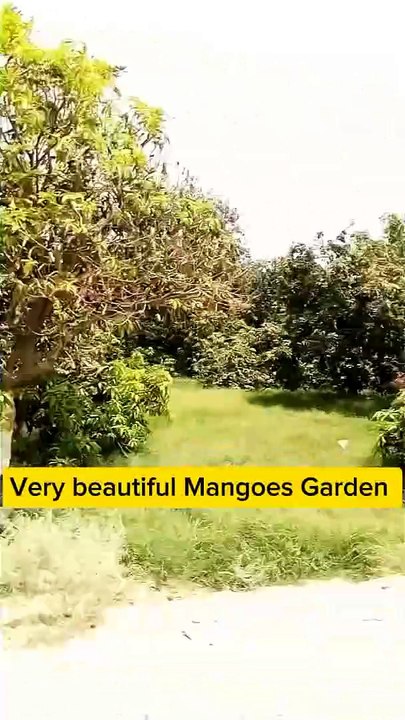 "Beauty of the Mango Garden"Exploring the Mango Trees"