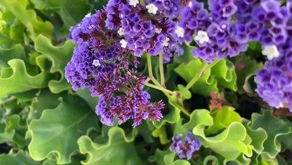 Southern California Beach Towns