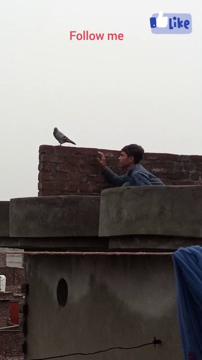 Subhan ne kabutar pakad liya