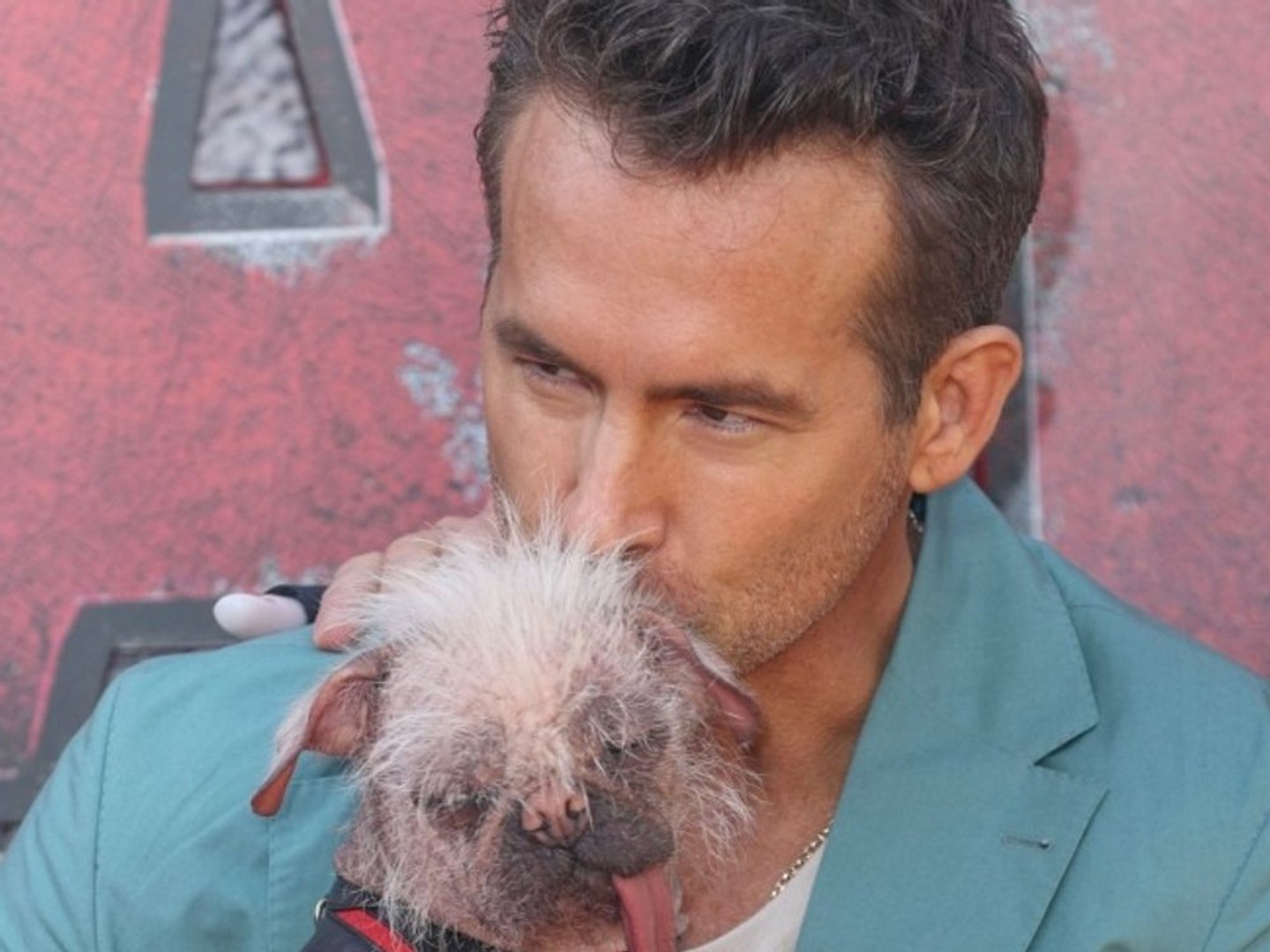 Ryan Reynolds knuddelt hässlichsten Hund Großbritanniens - video Dailymotion, image size:1440x1080