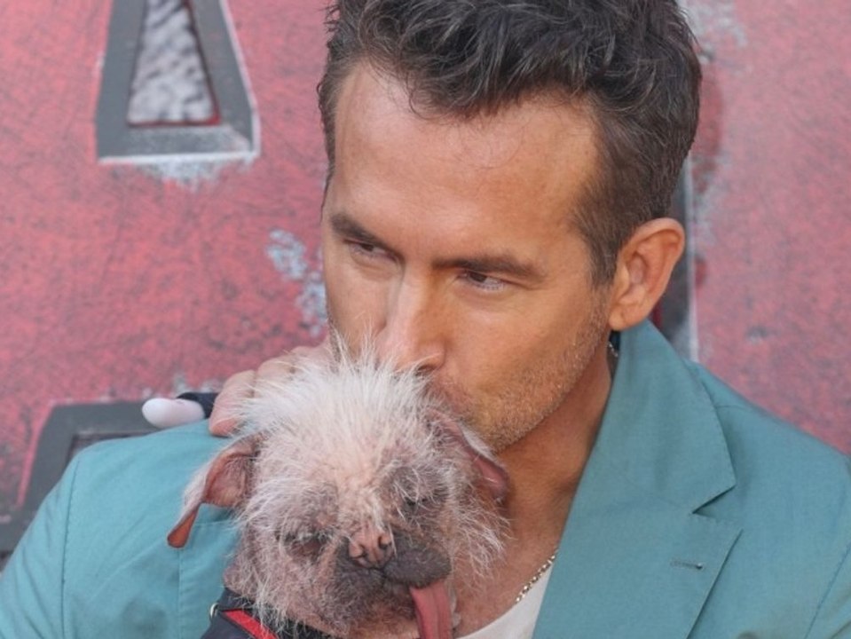 Ryan Reynolds knuddelt hässlichsten Hund Großbritanniens