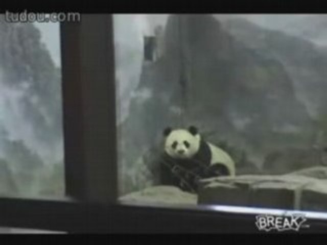 Panda Prison Break