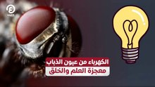 كهرباء من عيون الذباب.. معجزة العلم والخلق