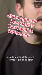 Chien réactif / chien agressif quelles sont les différences