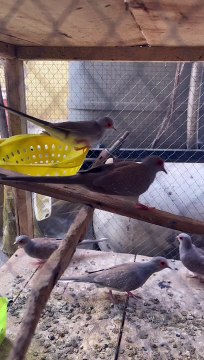 Dove ️ #trending #viral #usa #shortvideo #baby #dove #pet #birds #domestic