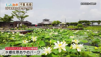 Youtube バラエティ 動画 Miomio.guru - じゅん散歩 動画　2024年7月15日