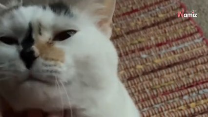 Ce chat a un comportement étrange toutes les nuits : son instinct révèle les lourds secrets du passé (vidéo)