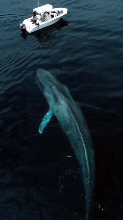Amazing fish