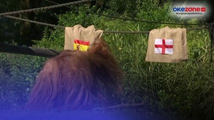 Jelang Final Piala Eropa 2024, Orang Utan di Kebun Binatang Dortmund Ramal Spanyol Bakal Juara