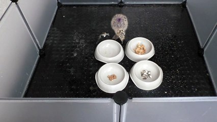 Urban seagulls still prefer seafood