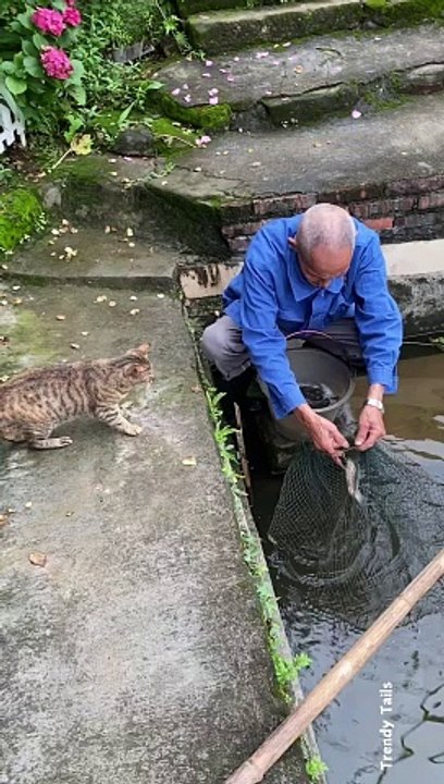Cat Loves Fish