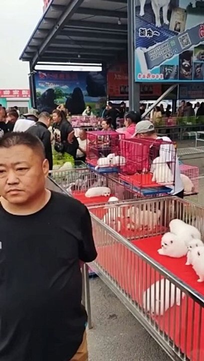 Dogs Market 