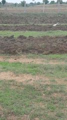 what birds are these? and why are they following the tractor?