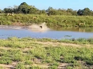 Jungle Life Hacks_7372502506531867910-no-watermark