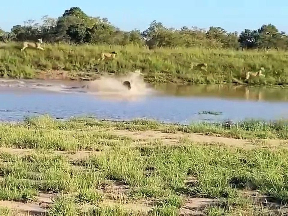Jungle Life Hacks_7372502506531867910-no-watermark