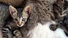Cats
