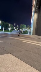 cute cat #cats #shortsvideo #cute