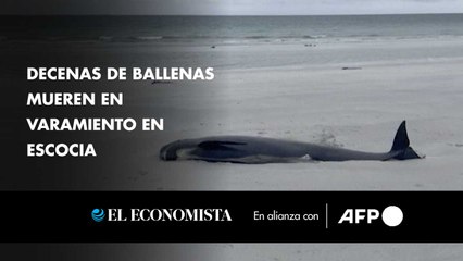 Decenas de ballenas mueren en varamiento en Escocia