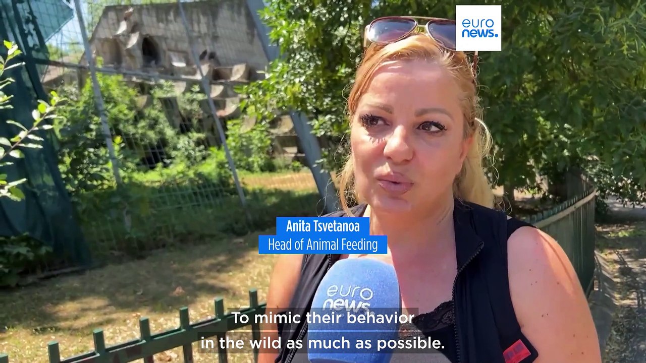 Animals in Bulgarian zoo cool off with homemade ice cream