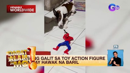 Aso, nagalit sa action figure na may hawak na baril | Dapat Alam Mo!