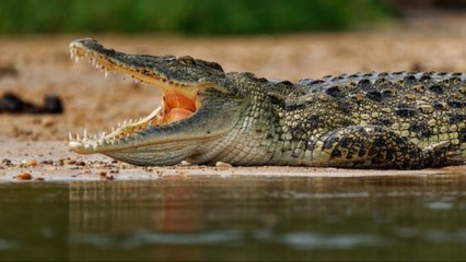 Cientos De Cocodrillos Inundan Las Ciudades Por El Huracán Beryl