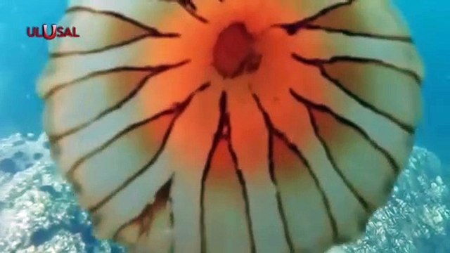 Marmara Denizi'nde Pusula denizanası tehdidi! Denizanasına temas halinde ne yapılmalı?