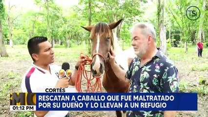 Rescatan a caballo que fue maltratado por su dueño y lo llevan a un refugio