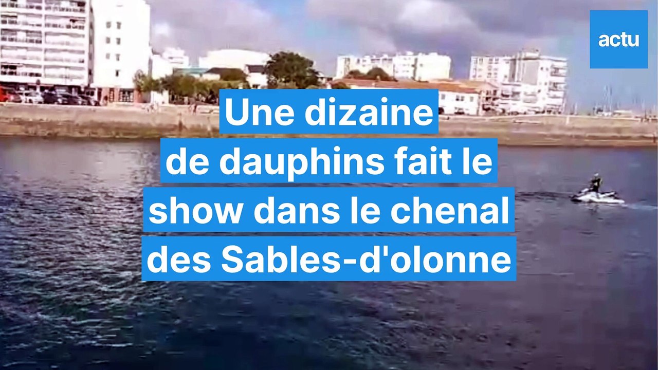 une dizaine de dauphins fait le spectacle dans le chenal des Sables-d'Olonne