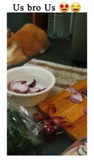 Cut cat irritation by onion peels
