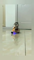 Cute cat riding bicycle