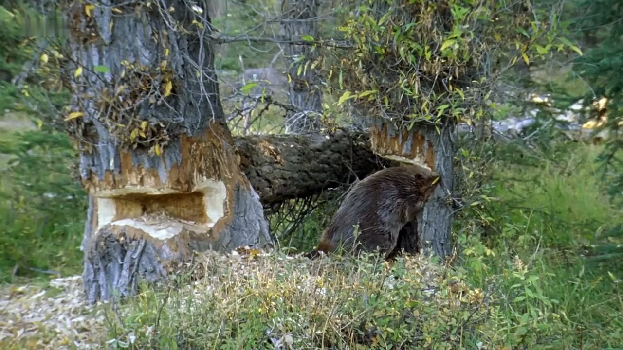 Animal Documentary-Busy Beavers Build Dam Ahead of Winter _ Yellowstone