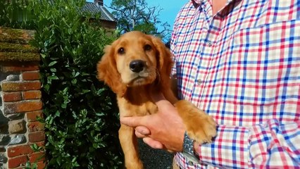 - Animal Documentary - Inquisitive Puppy Learns About Farm Life _ Wonderful World of Puppies