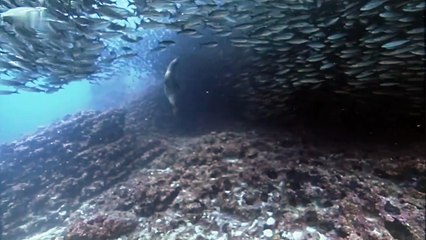 - Animal Documentary - Sea Lions Are Masters of Fishing _ South Pacific
