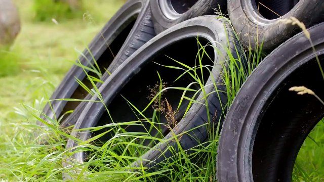 - Animal Documentary - These Dogs Have Their Own Country Club _ The Wonderful World of Puppies