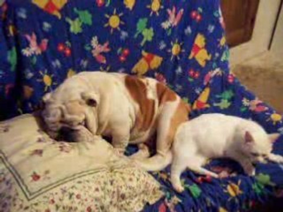 Bulldog et chat