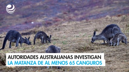 Autoridades australianas investigan la matanza de al menos 65 canguros