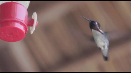 A Cuba la "Casa del colibrì di Elena", l'uccello più piccolo al mondo